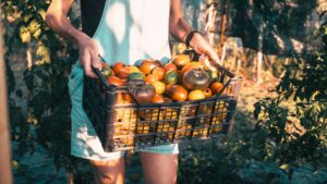 A woman carries a basket of multicolored apples