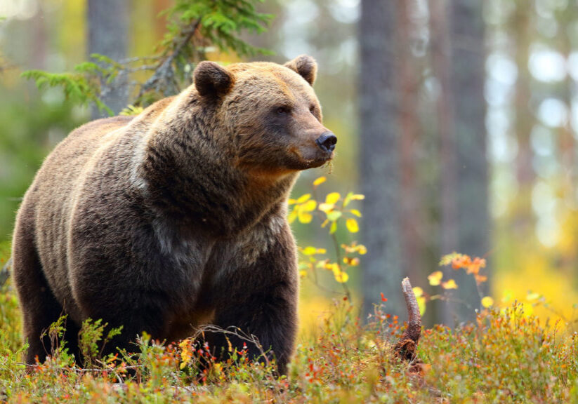 Portrait of a big brown bear in a colorful forest looking at side in autumn